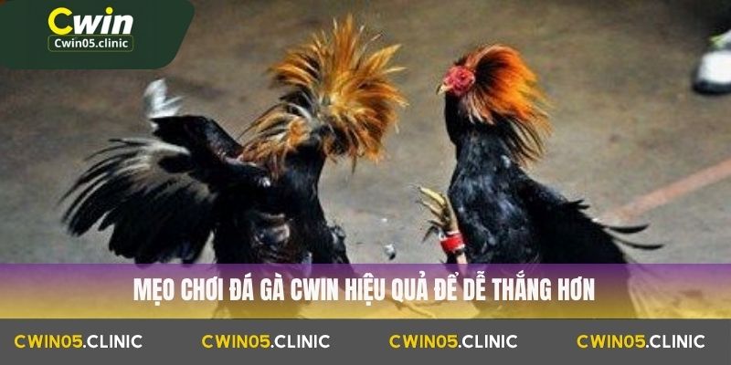 Mẹo chơi đá gà Cwin hiệu quả để dễ thắng hơn