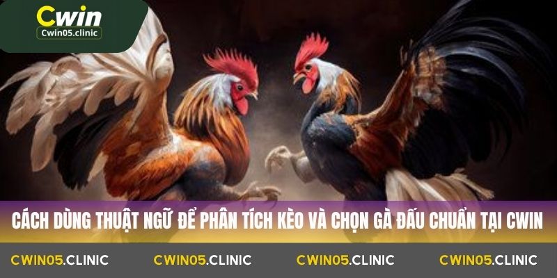 Cách dùng thuật ngữ để phân tích kèo và chọn gà đấu chuẩn tại Cwin