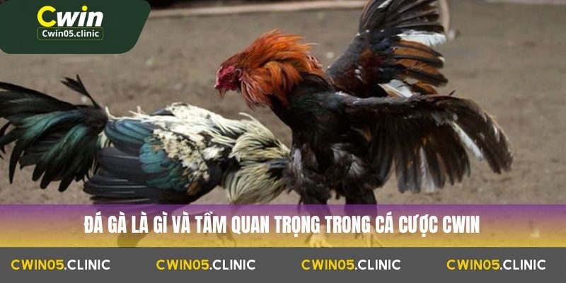Đá gà là gì và tầm quan trọng trong cá cược Cwin