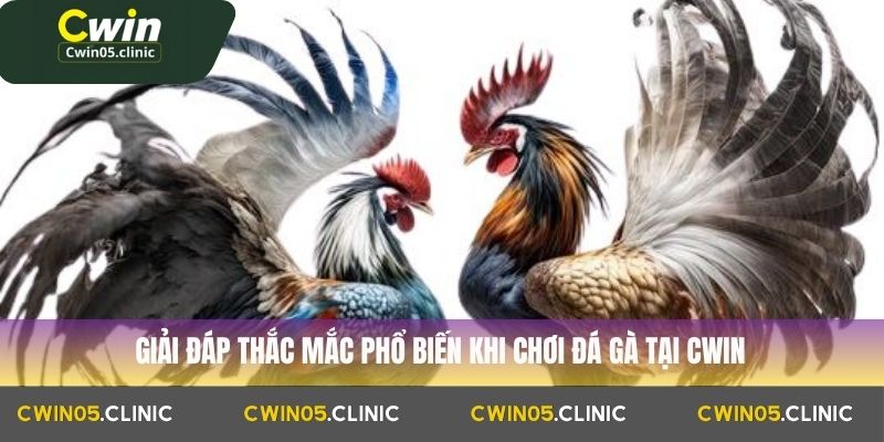 Giải đáp thắc mắc phổ biến khi chơi đá gà tại Cwin